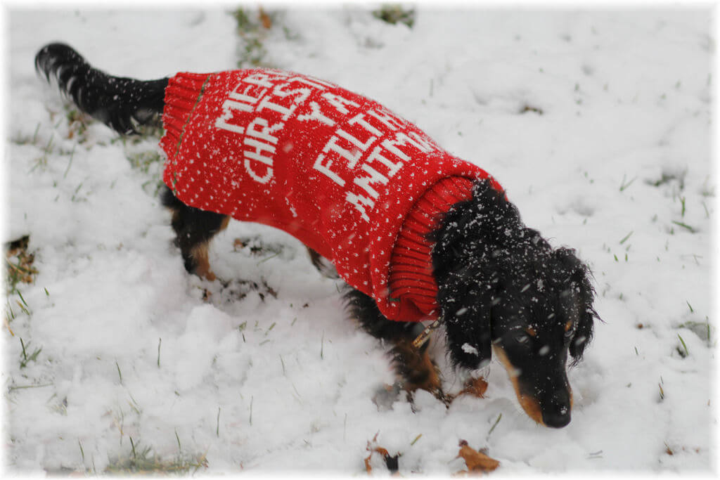 pet christmas sweater